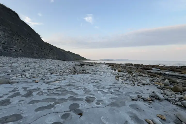 The Ammonite Pavement on Monmouth Beach: large fossil ammonites set in flat grey rock